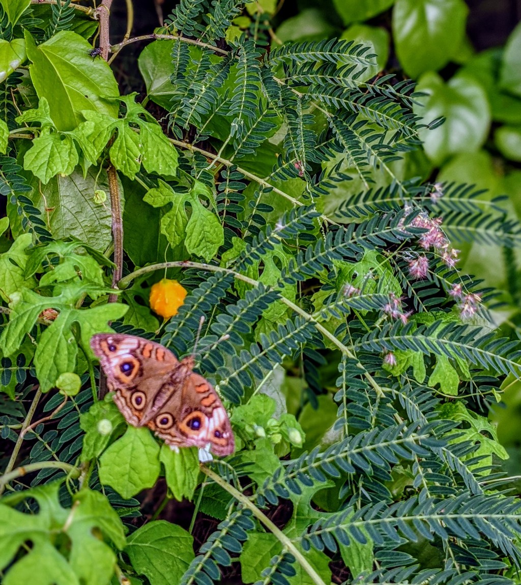 Chance encounters with animals of Puerto&nbsp;Rico